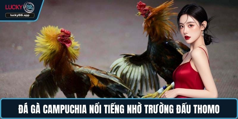 Đá gà Campuchia nổi tiếng nhờ trường đấu Thomo