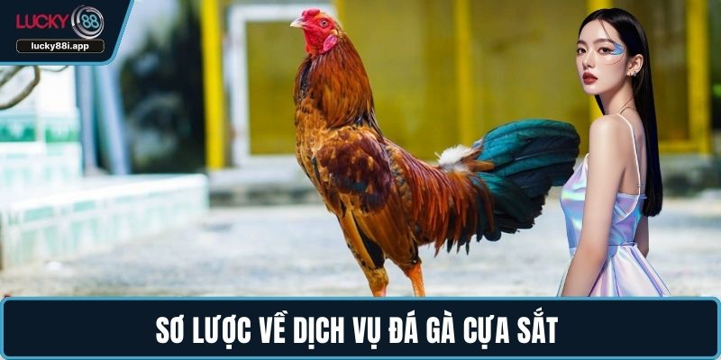 Sơ lược về dịch vụ đá gà cựa sắt 