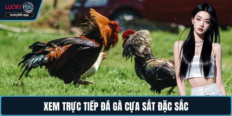 Xem trực tiếp đá gà cựa sắt đặc sắc